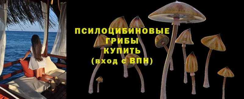 Псилоцибиновые грибы GOLDEN TEACHER Заринск